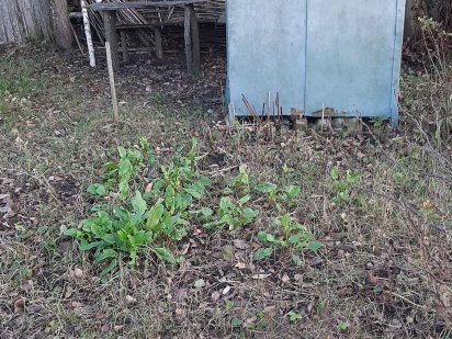 Продам дві земельні ділянки Шостка