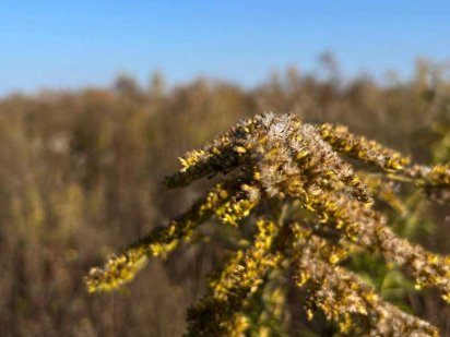 Продається земельна ділянка в с. Агрономічне