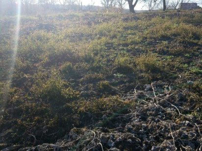 (3) Продам земельну ділянку в Зарванцях 0925 Зарванці