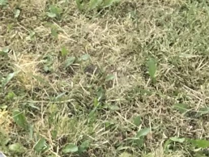 Земельна ділянка Немирів