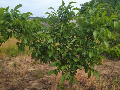 Продам участок 10 соток Бершадь