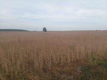 (5)   Продам ділянку в с. Лука-Мелешківська 6470 Лука-Мелешківська