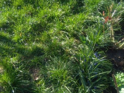 Земельна ділянка, . Щітки,пригород , Вінниця Щитки