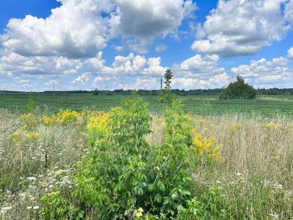 Продам земельну ділянку, Щітки, 20сот., 15000дол Щитки