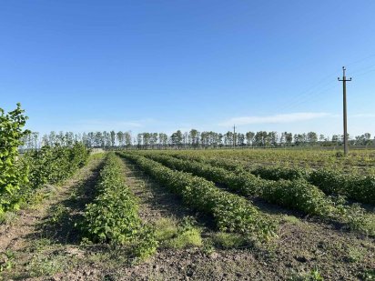 Продам ділянку з бізнесом Липовец