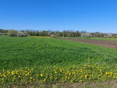 Земельна ділянка 25 с Петрик під забудову. Участок под строительство Петрик