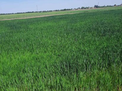 Продам земельну ділянку 12с. Липини