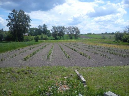 Продам земельну ділянку  35 с Липини