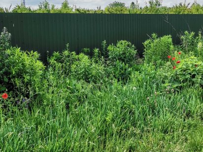 Продам земельну ділянку Рованці Рованці