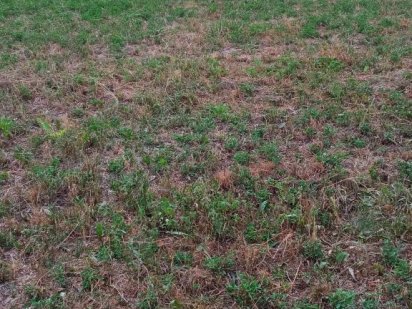 Терміново продам Земельну ділянку під Забудову! Горохів