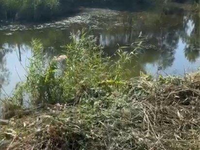 Продам два участка с берегом