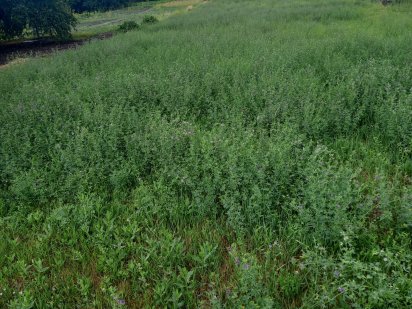 Продам земельну ділянку і земельний  пай4,7  га