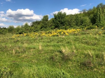 Земельна ділянка в селі Орлівщина. Можливо під сонячні батареї Орловщина