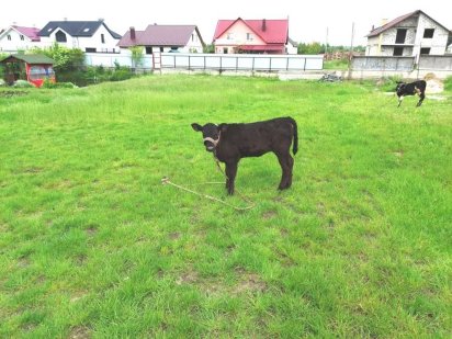 Ділянка в Тетерівці, з боку річки (26105838) Тетеревка