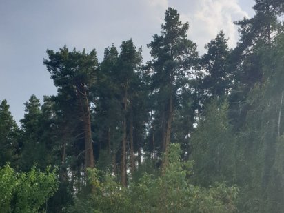 Ділянка 7.5 сот з виходом до лісу в центрі Зарічан! Заречаны