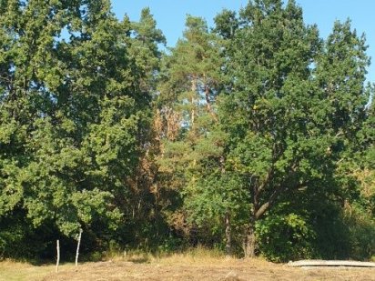 Ексклюзивна земельна ділянка в сосновому лісі, р-н Кавунових дач Заречаны