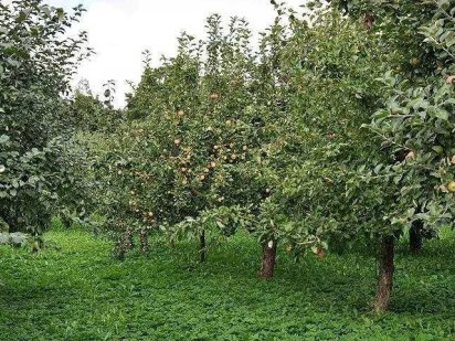 Земельна ділянка Барановка