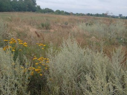 Земля під застройку в смт. Черняхів Черняхов