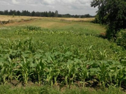 Продаю земельну ділянку Дениші