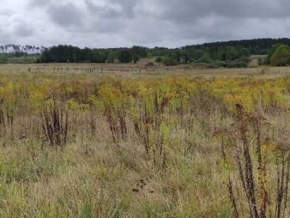 Продаж земельної ділянки, Дениші Дениші