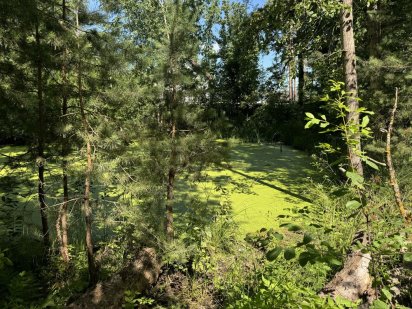 Ділянки 10+10 соток з лісом напроти лісу (26119139) Довжик