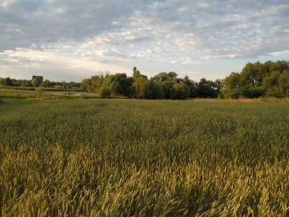 Земля під забудову с.Сінгури 25 сот. Сингуры