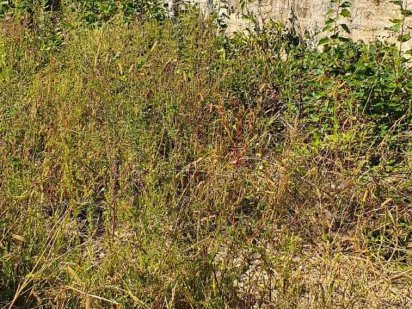 2 ділянки поруч вул. Березова