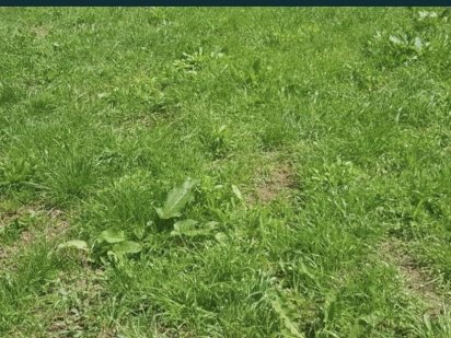 Ділянка осг с. Соломоново Соломонове