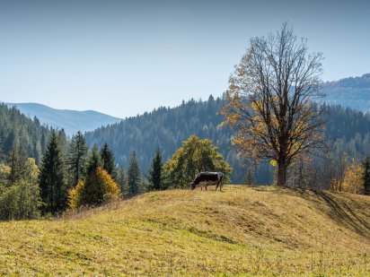 Індивідуальна видова ділянка на межі м. Яремче та с. Микуличин 140 сот Микуличин