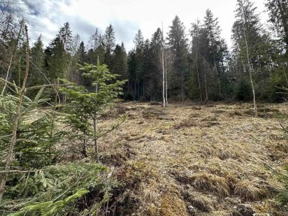 Ділянка призначена для забудови. Микуличин