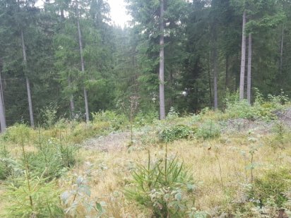 Продам ділянку с.Яблуниця, перша лінія! Яблуница