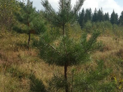 Земельна ділянка 0,5 - 3,5 га під будівництво. Карпати. Микуличин.