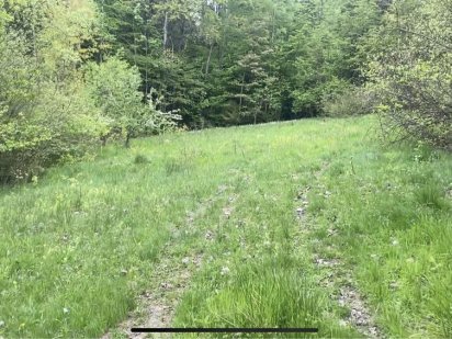 Ділянка серед лісу і водночас у місті . Косів