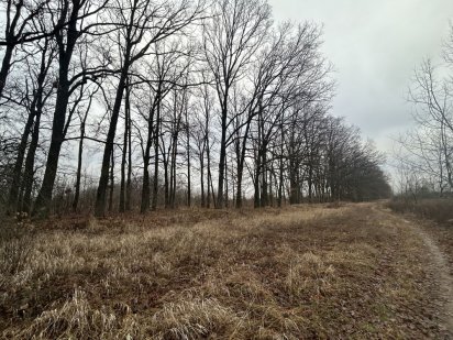 Затишна ділянка серед Дубів від 5 соток зі світлом 17 кВт