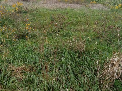 Продам земельну ділянку в с. Гатному