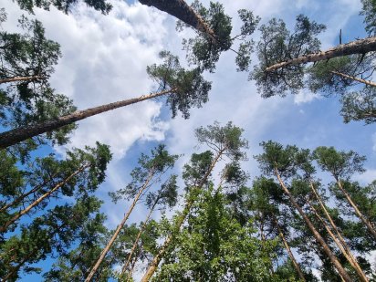 Без %! 15 сот в смт. Козин, поруч готель Сосновий бір, ліс, фасад Козин