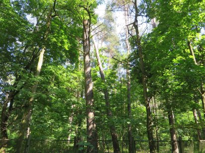 Продам участок в лесу Ворзель