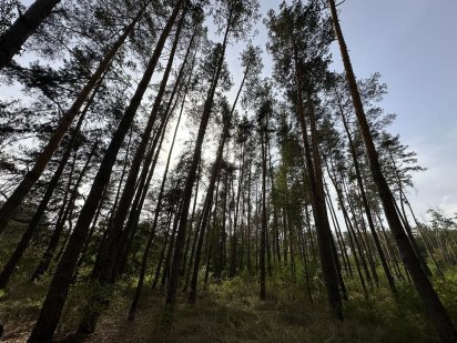 Ділянка у соснах 12 соток Козин, Конча-Заспа, Дамба 8 км.