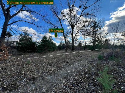 Білогородка продам ділянку 19 соток усіяну молодими соснами. Белогородка