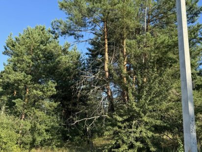 Продам участок с собственными соснами от собственника Гореничи