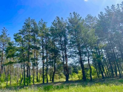 Ділянка 50 соток у лісі. Вишеньки, Осокорки, ліс Дніпро