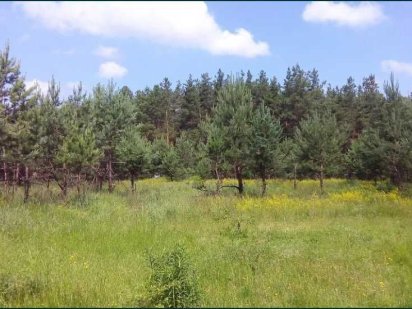 Терміново. Нова ціна. Віта поштова, 15 соток з соснами.