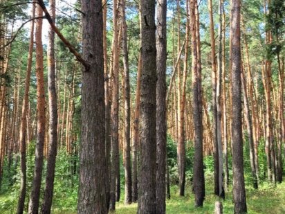 Срочно! Продам участок 12 соток Без комиссии Возле Киева,