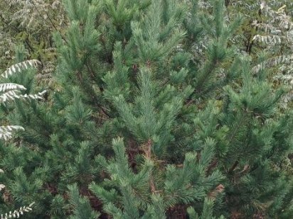 Продаж гарних земельних ділянок в с. Стоянка, біля річки Ірпінь.