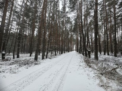 Ліс! Продам 25сот! В.Солтанівка (Васильків)!