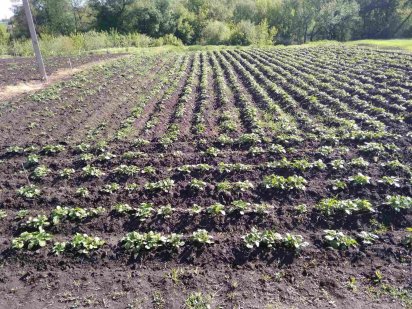 Продажа участка под застройку Тетиев