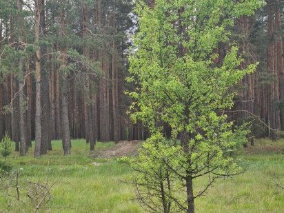 Дачный участок в Бородянке