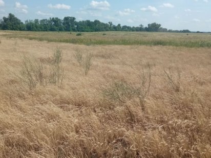 Продам земельну ділянку 350 соток,ОСГ! Бородянка Бородянка