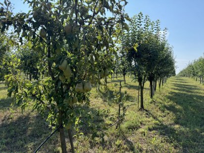 Продаж ділянки 3 га із садовим бізнесом