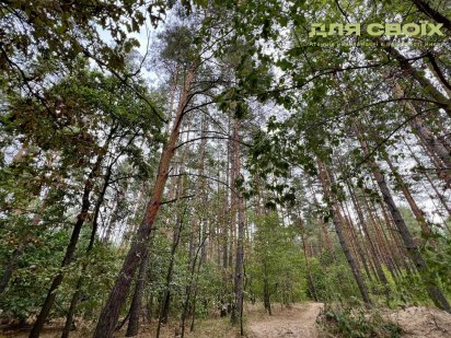 Продам ділянку з лісом, село Бобриця / 38 соток під забудову